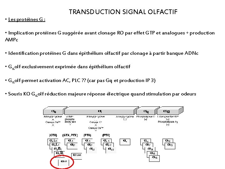  • Les protéines G : TRANSDUCTION SIGNAL OLFACTIF • Implication protéines G suggérée