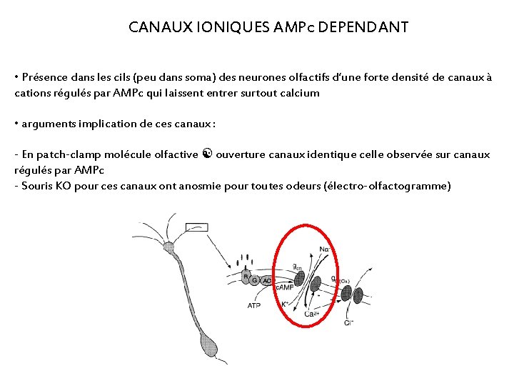 CANAUX IONIQUES AMPc DEPENDANT • Présence dans les cils (peu dans soma) des neurones