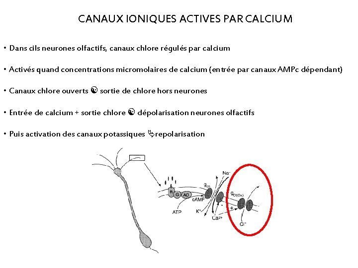 CANAUX IONIQUES ACTIVES PAR CALCIUM • Dans cils neurones olfactifs, canaux chlore régulés par