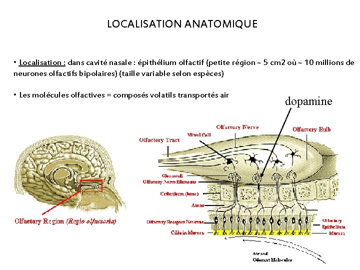 LOCALISATION ANATOMIQUE • Localisation : dans cavité nasale : épithélium olfactif (petite région ~