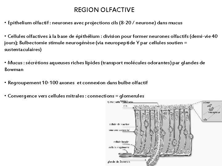 REGION OLFACTIVE • Epithelium olfactif : neurones avec projections cils (8 -20 / neurone)