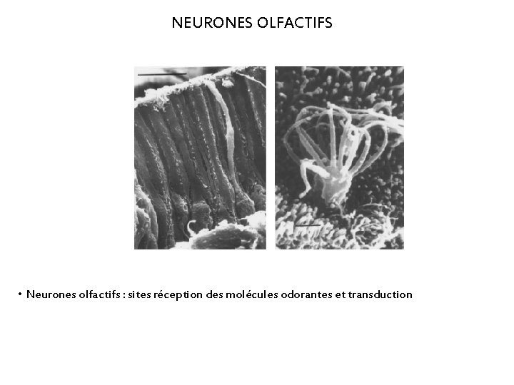 NEURONES OLFACTIFS • Neurones olfactifs : sites réception des molécules odorantes et transduction 