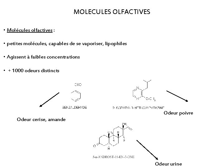 MOLECULES OLFACTIVES • Molécules olfactives : • petites molécules, capables de se vaporiser, lipophiles