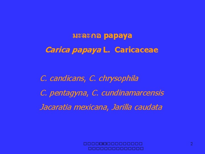 มะละกอ papaya Carica papaya L. Caricaceae C. candicans, C. chrysophila C. pentagyna, C. cundinamarcensis