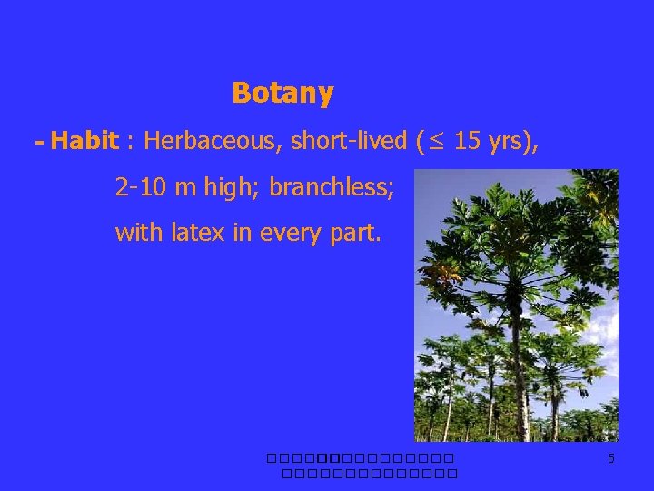 Botany - Habit : Herbaceous, short-lived (≤ 15 yrs), 2 -10 m high; branchless;