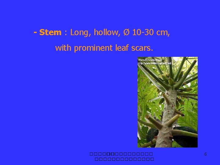 - Stem : Long, hollow, Ø 10 -30 cm, with prominent leaf scars. �����������