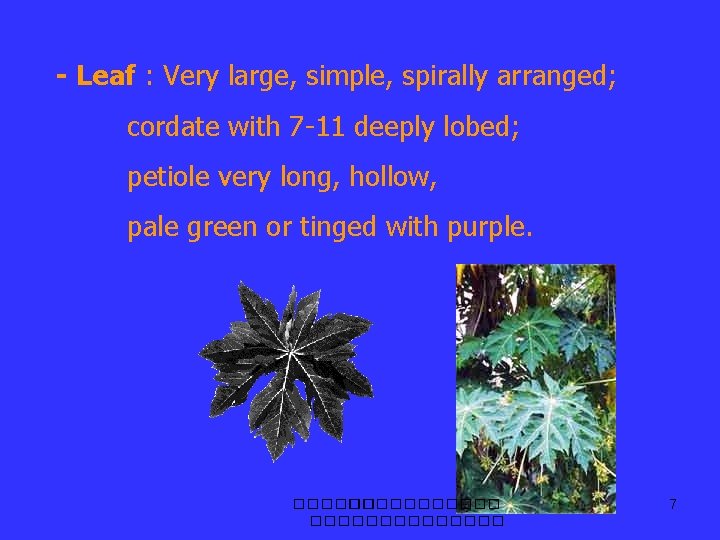 - Leaf : Very large, simple, spirally arranged; cordate with 7 -11 deeply lobed;