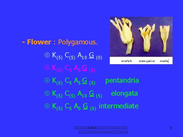 - Flower : Polygamous. K(5) C(5) A 10 G K(5) C 5 A 0