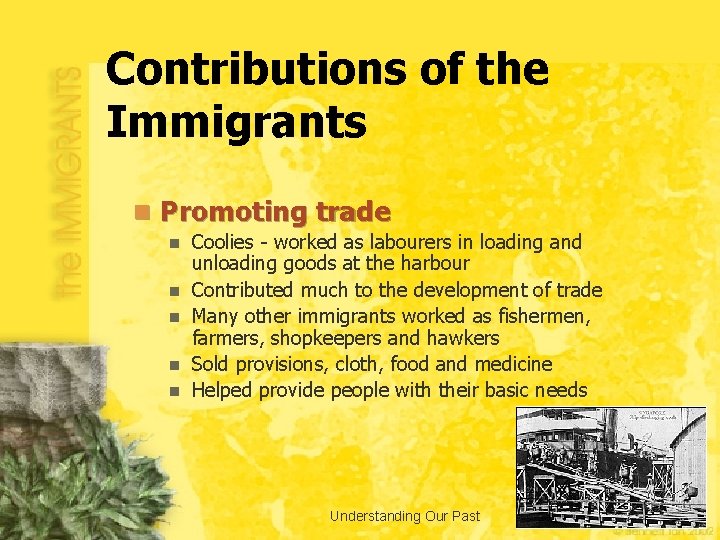 Contributions of the Immigrants n Promoting trade n n n Coolies - worked as
