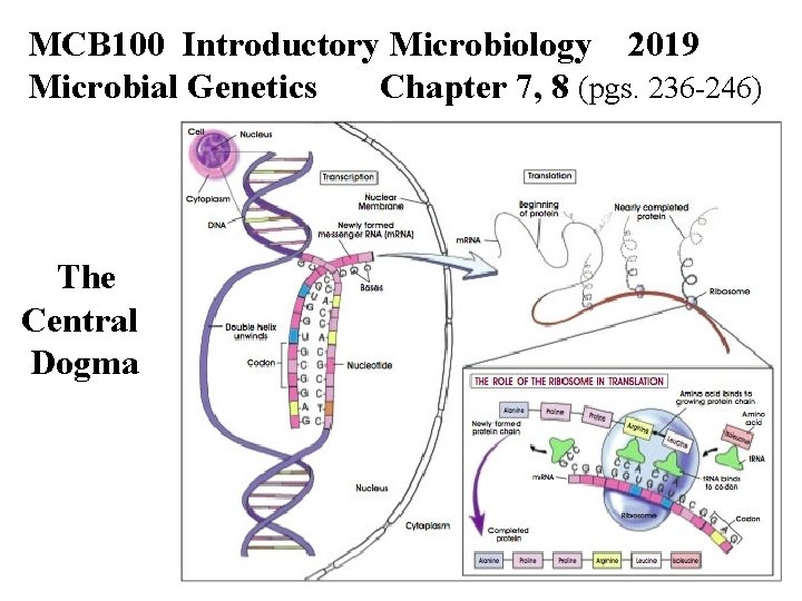 MCB 100 Introductory Microbiology 2019 Microbial Genetics Chapter 7, 8 (pgs. 236 -246) The