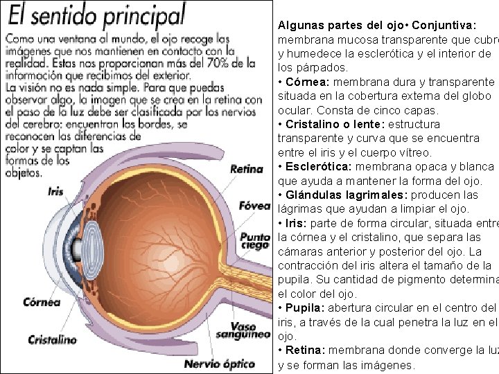 Algunas partes del ojo • Conjuntiva: membrana mucosa transparente que cubre y humedece la