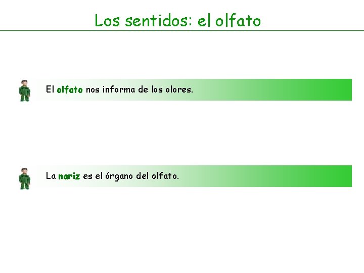 Los sentidos: el olfato El olfato nos informa de los olores. La nariz es