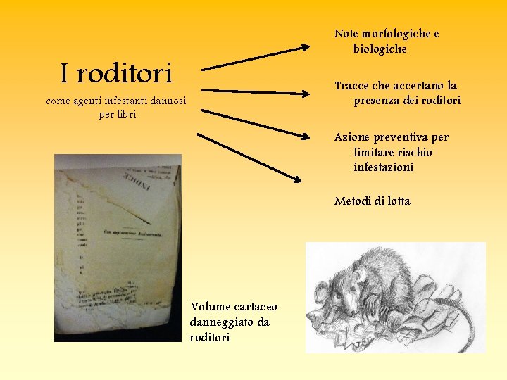 Note morfologiche e biologiche I roditori Tracce che accertano la presenza dei roditori come Note morfologiche e biologiche I roditori Tracce che accertano la presenza dei roditori come