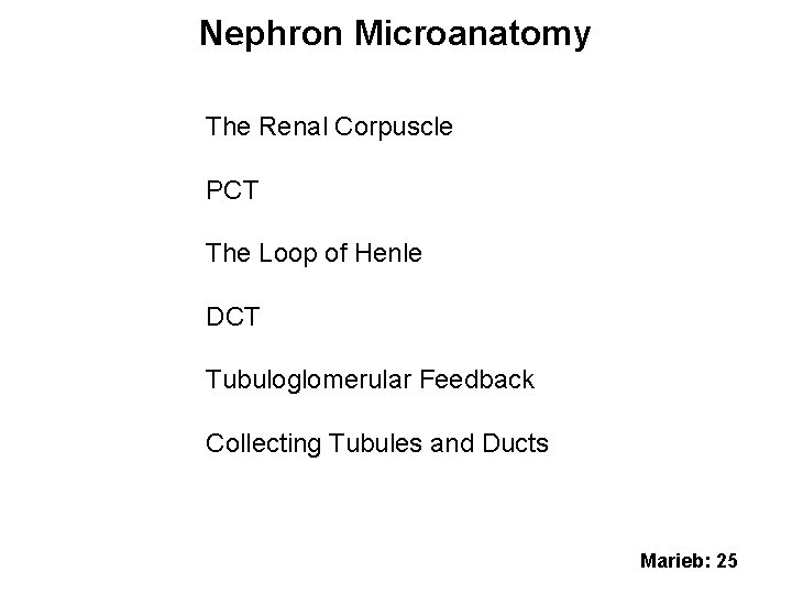Nephron Microanatomy The Renal Corpuscle PCT The Loop of Henle DCT Tubuloglomerular Feedback Collecting