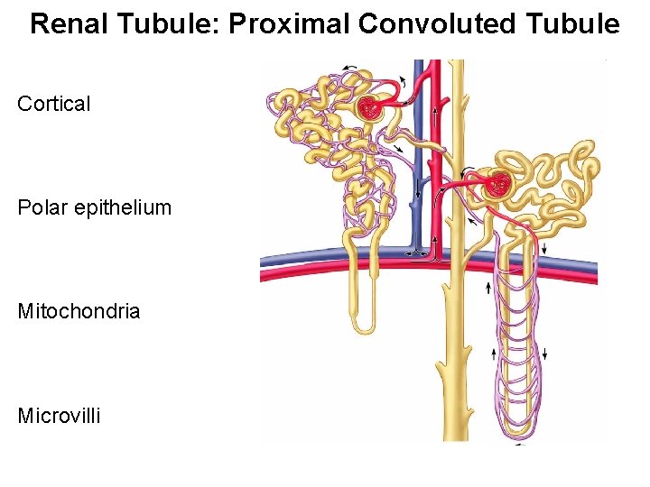 Renal Tubule: Proximal Convoluted Tubule Cortical Polar epithelium Mitochondria Microvilli 