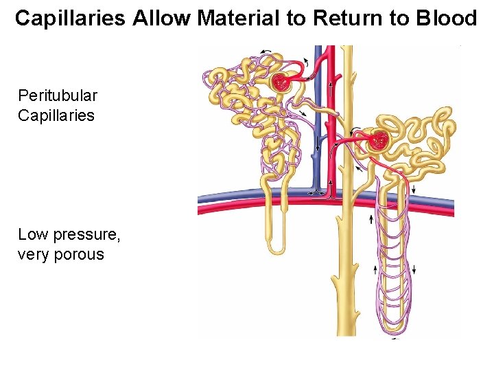 Capillaries Allow Material to Return to Blood Peritubular Capillaries Low pressure, very porous 