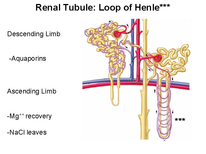 Renal Tubule: Loop of Henle*** Descending Limb -Aquaporins Ascending Limb -Mg++ recovery -Na. Cl