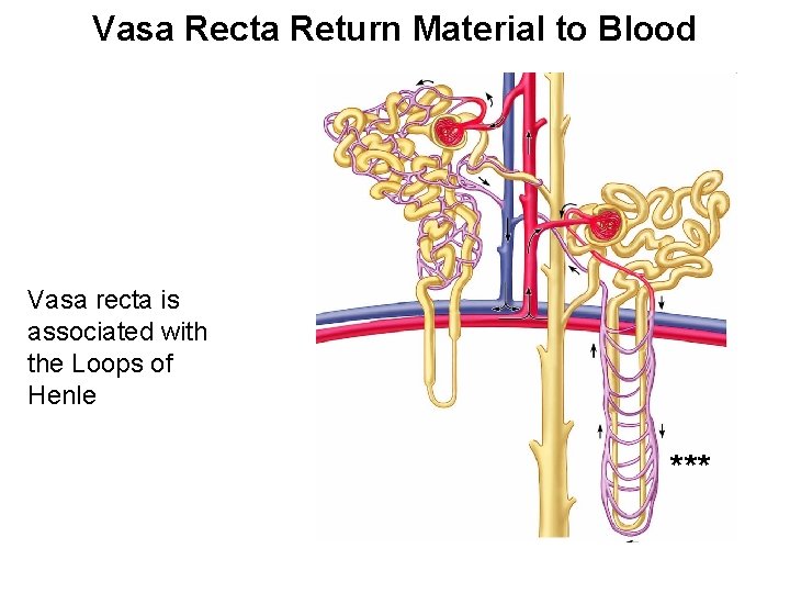 Vasa Recta Return Material to Blood Vasa recta is associated with the Loops of