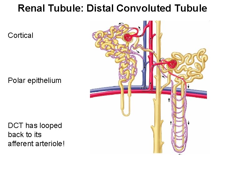Renal Tubule: Distal Convoluted Tubule Cortical Polar epithelium DCT has looped back to its