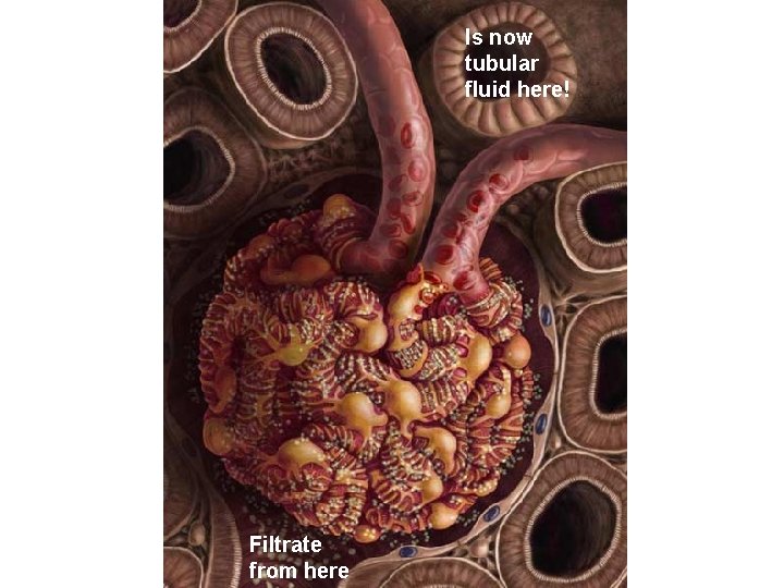 Is now tubular fluid here! Filtrate from here 