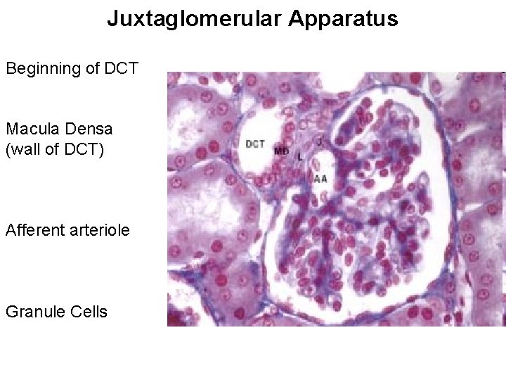 Juxtaglomerular Apparatus Beginning of DCT Macula Densa (wall of DCT) Afferent arteriole Granule Cells