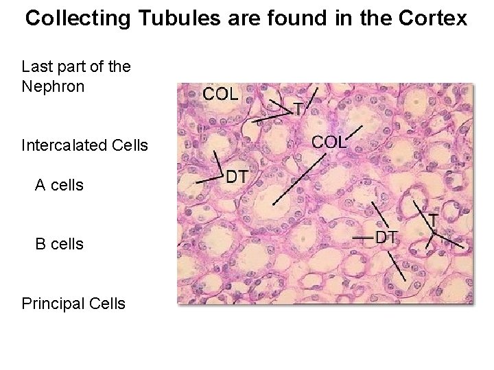Collecting Tubules are found in the Cortex Last part of the Nephron Intercalated Cells