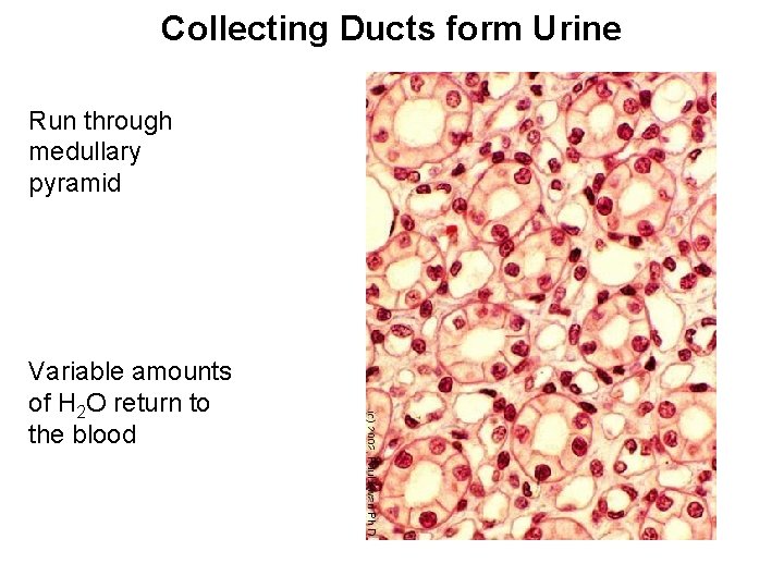 Collecting Ducts form Urine Run through medullary pyramid Variable amounts of H 2 O