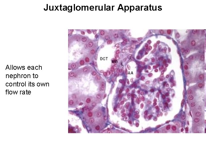 Juxtaglomerular Apparatus Allows each nephron to control its own flow rate 