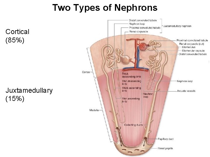 Two Types of Nephrons Cortical (85%) Juxtamedullary (15%) 