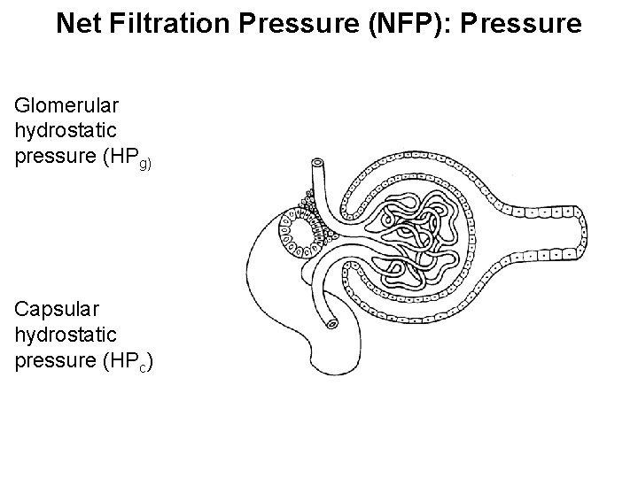 Net Filtration Pressure (NFP): Pressure Glomerular hydrostatic pressure (HPg) Capsular hydrostatic pressure (HPc) 
