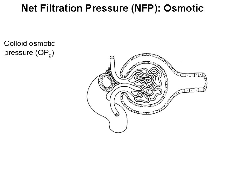 Net Filtration Pressure (NFP): Osmotic Colloid osmotic pressure (OPg) 