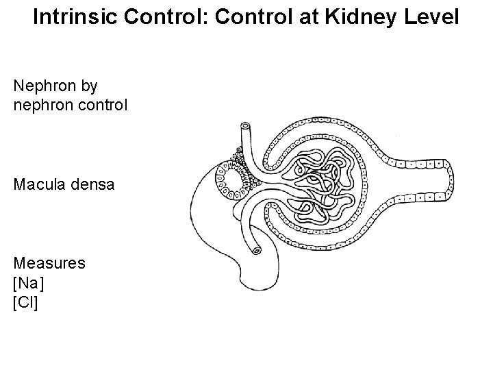 Intrinsic Control: Control at Kidney Level Nephron by nephron control Macula densa Measures [Na]