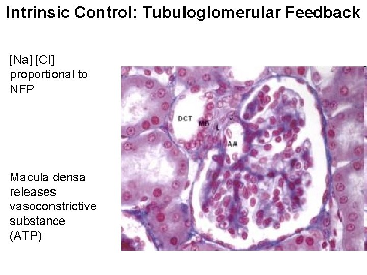 Intrinsic Control: Tubuloglomerular Feedback [Na] [Cl] proportional to NFP Macula densa releases vasoconstrictive substance