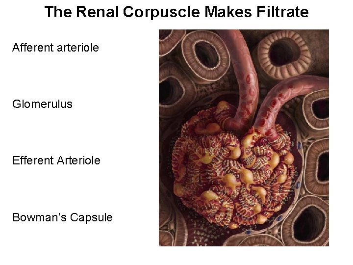 The Renal Corpuscle Makes Filtrate Afferent arteriole Glomerulus Efferent Arteriole Bowman’s Capsule 