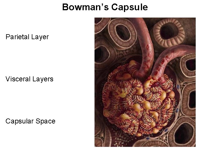 Bowman’s Capsule Parietal Layer Visceral Layers Capsular Space 