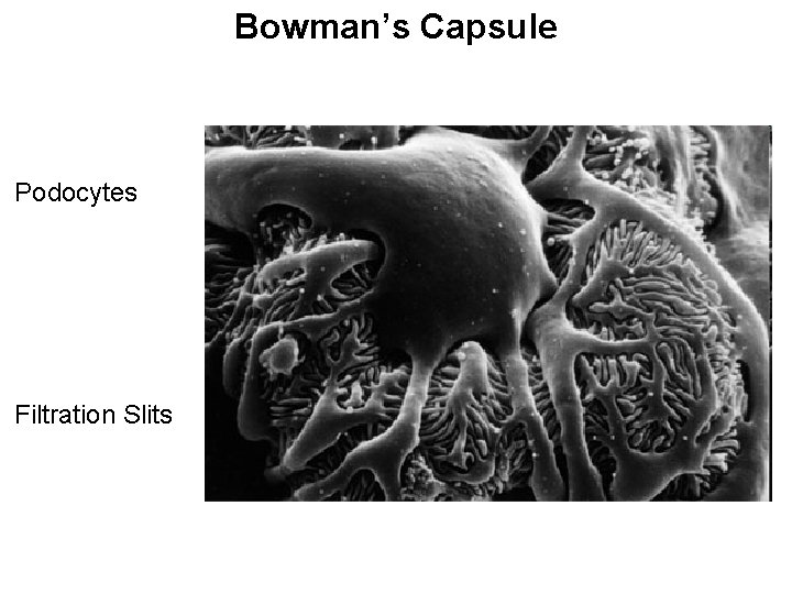 Bowman’s Capsule Podocytes Filtration Slits 