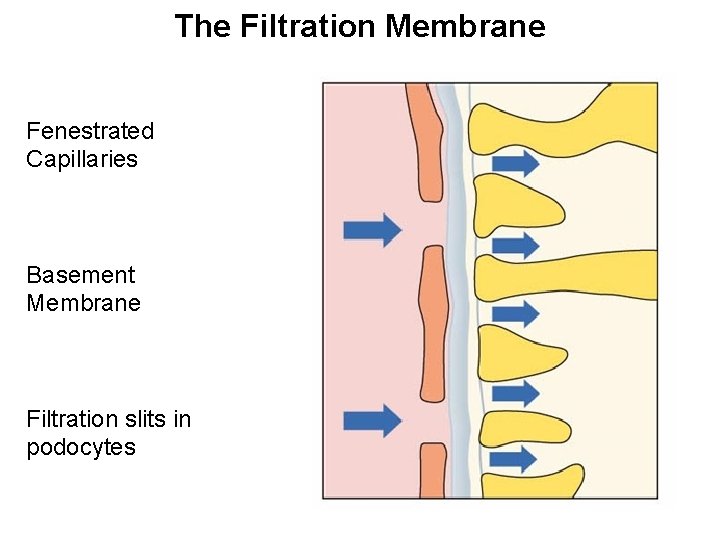 The Filtration Membrane Fenestrated Capillaries Basement Membrane Filtration slits in podocytes 