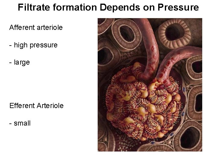 Filtrate formation Depends on Pressure Afferent arteriole - high pressure - large Efferent Arteriole