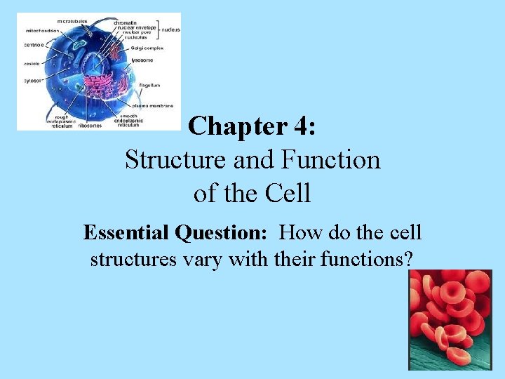 Chapter 4 Structure and Function of the Cell