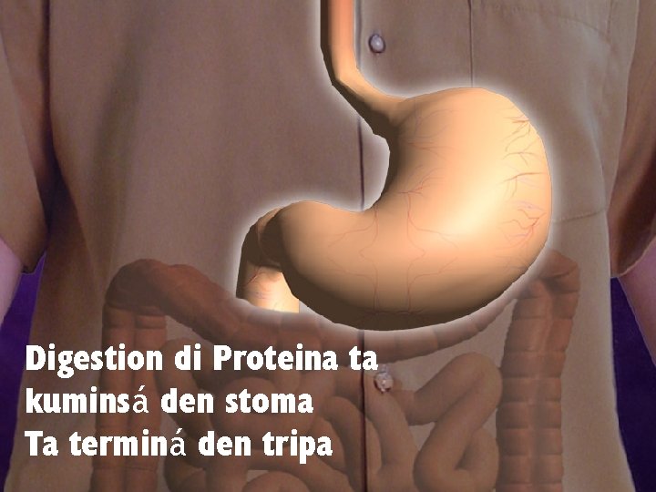 Digestion di Proteina ta kuminsá den stoma Ta terminá den tripa 