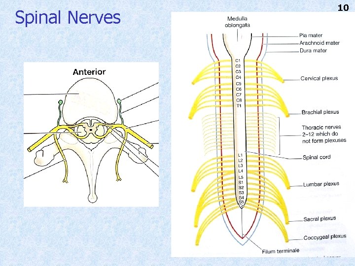 Spinal Nerves 10 