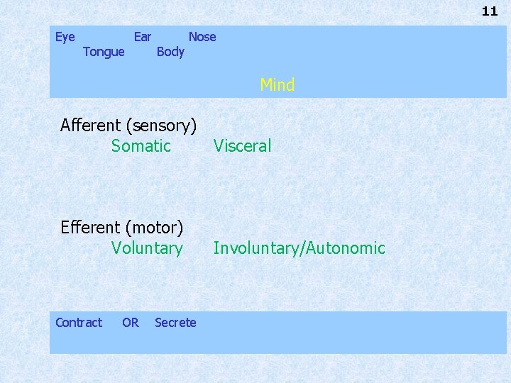 11 Eye Tongue Ear Body Nose Mind Afferent (sensory) Somatic Visceral Efferent (motor) Voluntary