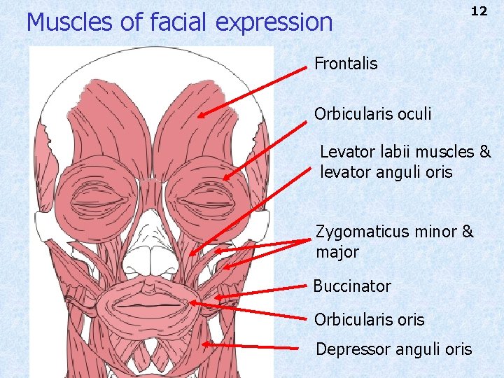 Muscles of facial expression 12 Frontalis Orbicularis oculi Levator labii muscles & levator anguli