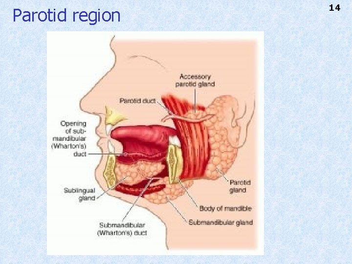 Parotid region 14 