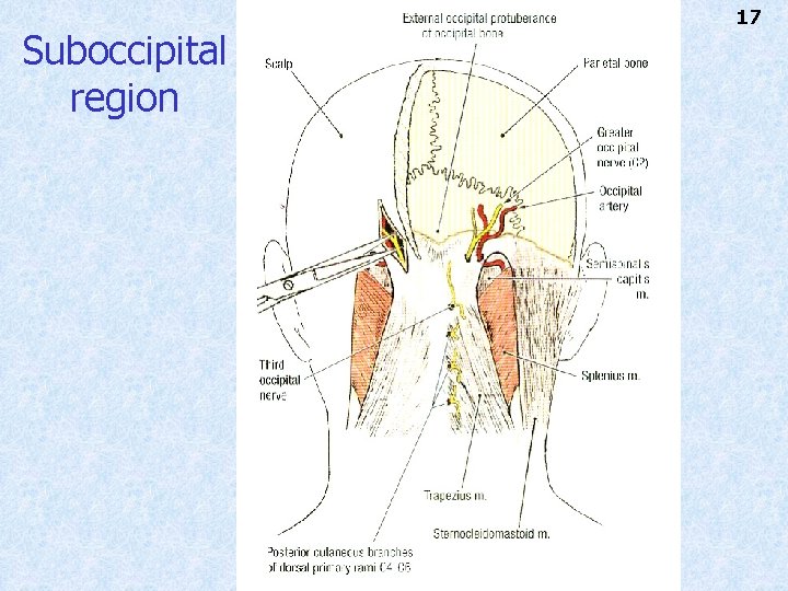 Suboccipital region 17 