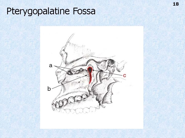 Pterygopalatine Fossa 18 