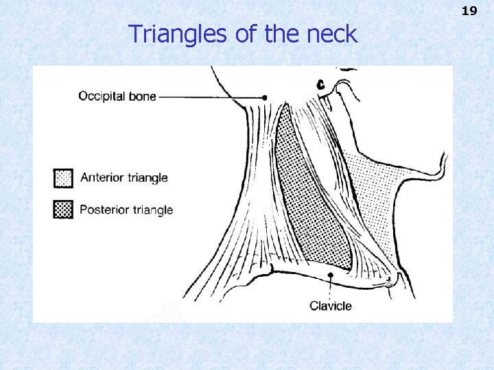 19 Triangles of the neck 