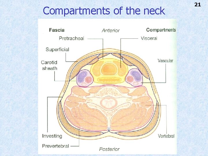 Compartments of the neck 21 