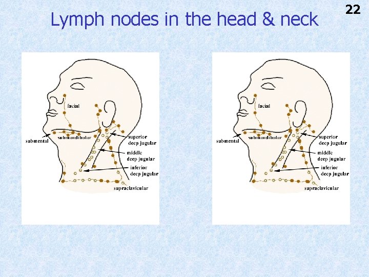 Lymph nodes in the head & neck 22 