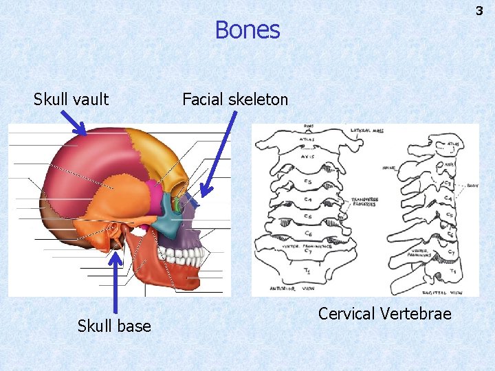 3 Bones Skull vault Skull base Facial skeleton Cervical Vertebrae 